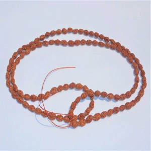 1625556856_Two-Mukhi-Rudraksha-Mala.JPG